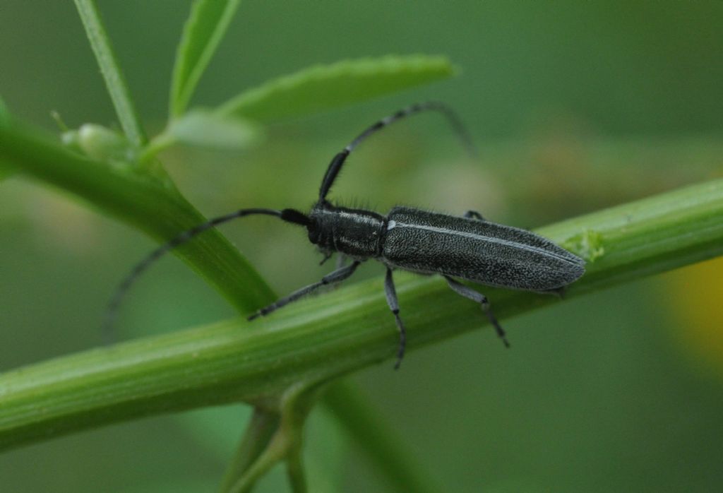 Cerambycidae: Agapanthia cardui